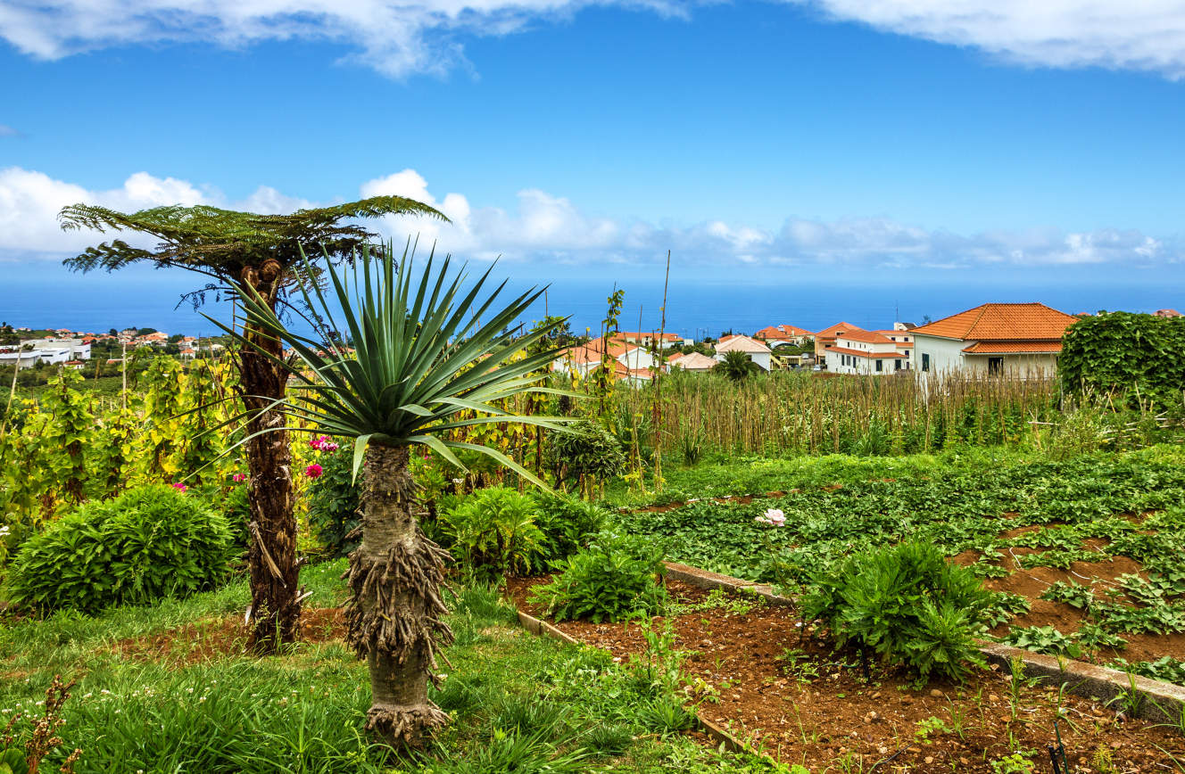 Flydrive Kleurrijk Madeira Afbeelding